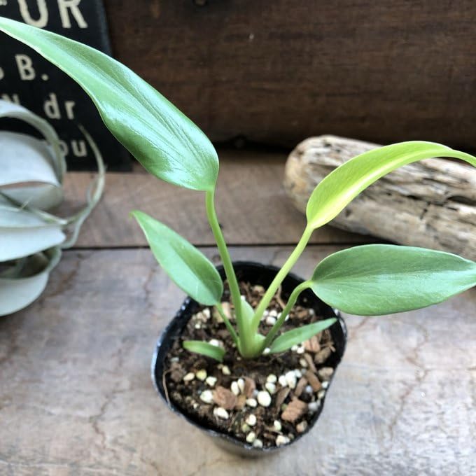 Amazon｜モンステラ 『バールマルクスフレーム』 希少品種 切れ込み細